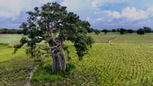 Paysage agricole diversifié à Gogounou : Parcelles de soja, riz, maïs et baobab, sur le site de Bagou.