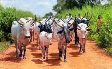 Pasteur peul et son troupeau : Scène de pastoralisme observée sur le site de N’Dali.