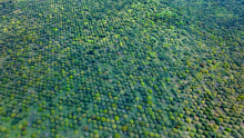 Plantation d’anacardiers vue du ciel à Tchaourou : Étendue impressionnante d’anacardiers cultivés sur le site de Gbanlin.