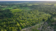 Plantation d’anacardiers à Bembèrèké : Vue aérienne d’une plantation sur le site de Bagou.
